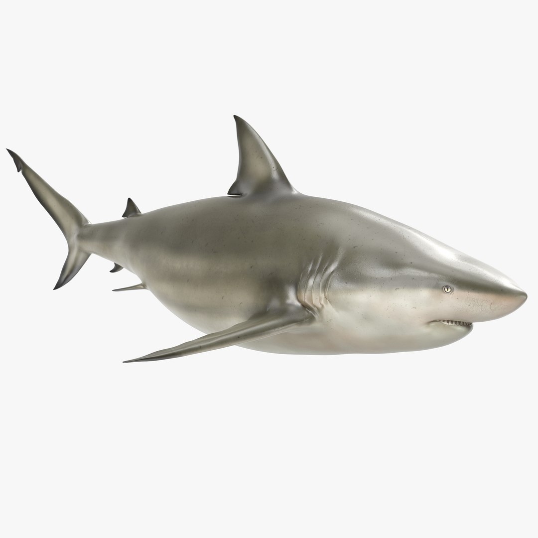 3D sharks rigged 9 https://p.turbosquid.com/ts-thumb/P0/YQIDU6/YfQ6foeI/sharkscollection3dmodels074/jpg/1465305606/1920x1080/fit_q87/c1ba4404d7467919fd182ae907283445a0f27249/sharkscollection3dmodels074.jpg