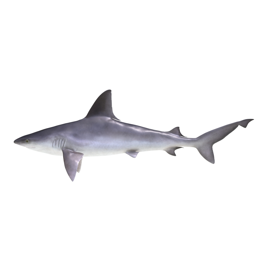 3D sharks rigged 9 https://p.turbosquid.com/ts-thumb/P0/YQIDU6/YfddkZPJ/sandbar_shark_360/jpg/1465300822/1920x1080/turn_fit_q99/49b8863aa160540acc6c1b0bdd74124a7ba50100/sandbar_shark_360-1.jpg