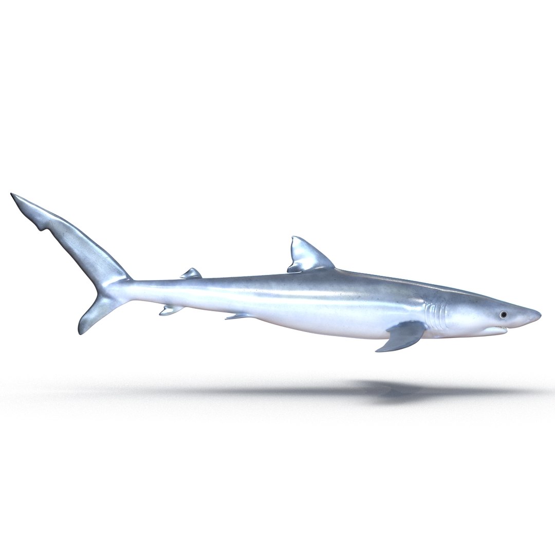 3D sharks rigged 9 https://p.turbosquid.com/ts-thumb/P0/YQIDU6/YfrzqC6f/sharkscollection3dmodels032/jpg/1465305598/1920x1080/fit_q87/b85db8118e521e25aa223102cff5f1cb3960da6e/sharkscollection3dmodels032.jpg