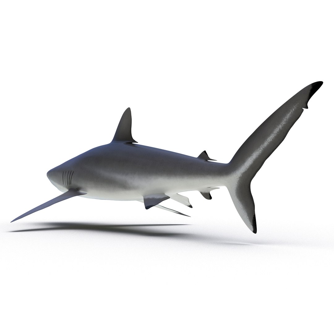 3D sharks rigged 9 https://p.turbosquid.com/ts-thumb/P0/YQIDU6/aCok3K0i/sharkscollection3dmodels100/jpg/1465305610/1920x1080/fit_q87/9c6228b1079959a1b2bfbc8e20e5b42d2a4db1df/sharkscollection3dmodels100.jpg