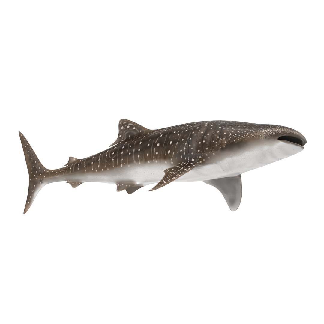 3D sharks rigged 9 https://p.turbosquid.com/ts-thumb/P0/YQIDU6/aNJoQmPo/sharkscollection3dmodels133/jpg/1465305616/1920x1080/fit_q87/91849a61c3f4865f4fb615fc0a0b5ca3efa9fb97/sharkscollection3dmodels133.jpg