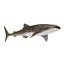 Sharks Rigged Collection 9 per Cinema 4D
