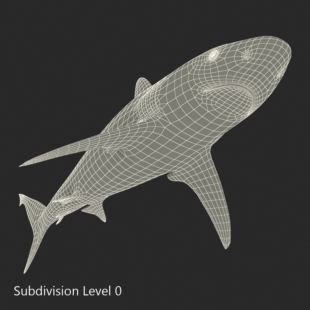 3D sharks rigged 9 https://p.turbosquid.com/ts-thumb/P0/YQIDU6/aNSlz7w8/sharkscollection3dmodels156/jpg/1465305620/1920x1080/fit_q87/f9a9a1efc8d742cc09d83eb58a17e1dad4d22848/sharkscollection3dmodels156.jpg