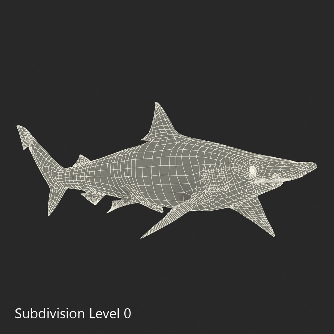 3D sharks rigged 9 https://p.turbosquid.com/ts-thumb/P0/YQIDU6/bEpHXedv/sharkscollection3dmodels176/jpg/1465305624/1920x1080/fit_q87/a3f32c8855529ca0d8ececa1ae037dbeebdf22ab/sharkscollection3dmodels176.jpg