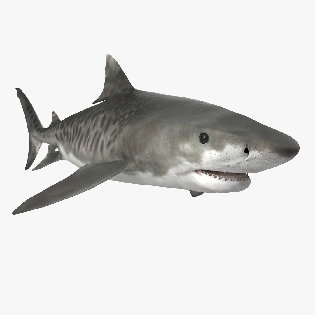 3D sharks rigged 9 https://p.turbosquid.com/ts-thumb/P0/YQIDU6/cABY1z1H/sharkscollection3dmodels126/jpg/1465305615/1920x1080/fit_q87/35c8ecaee9dc53958a5fd3da207d136598714cb6/sharkscollection3dmodels126.jpg