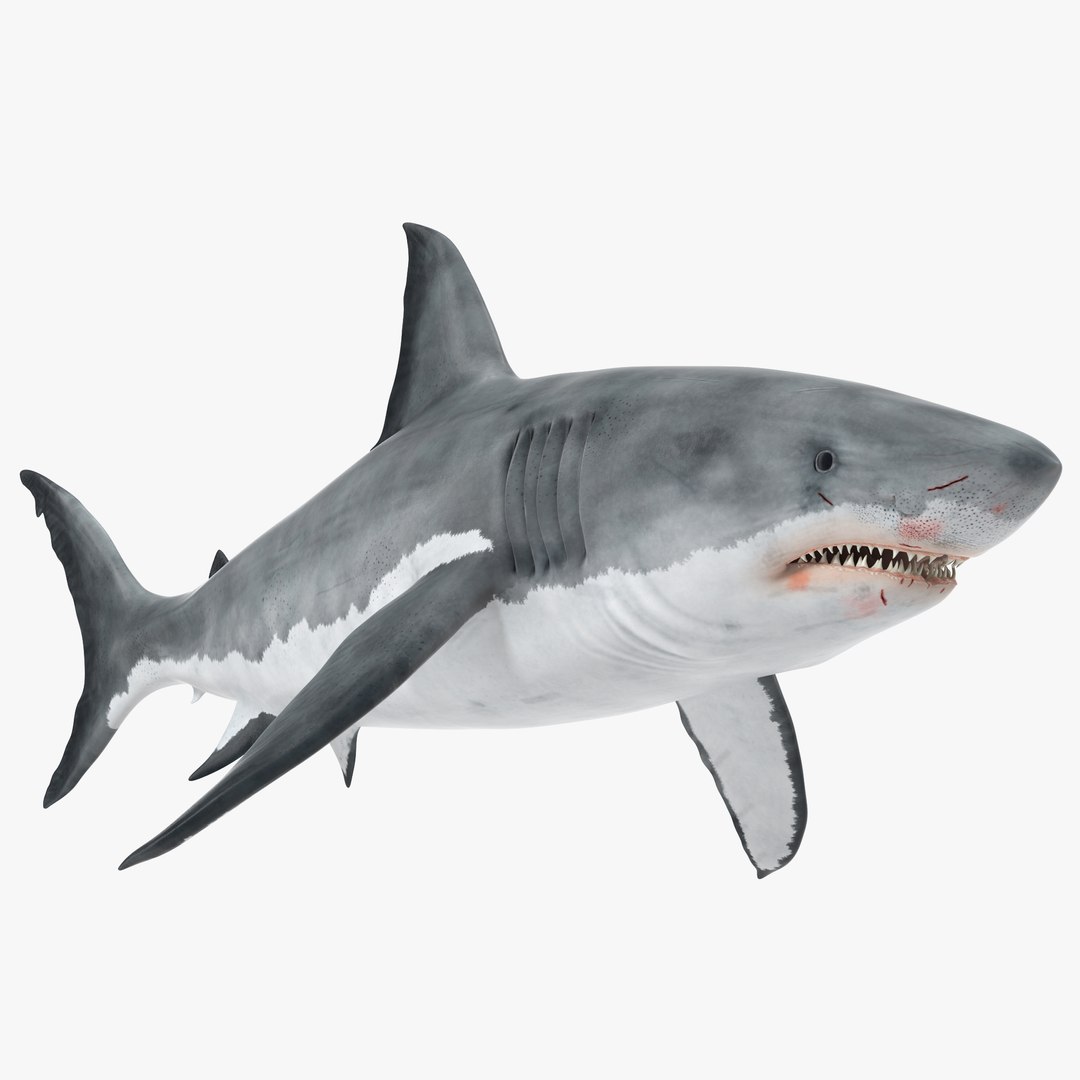 3D sharks rigged 9 https://p.turbosquid.com/ts-thumb/P0/YQIDU6/cNqrbNwo/sharkscollection3dmodels056/jpg/1465305603/1920x1080/fit_q87/b2ff35a4b41fa33003ef0826ea79021f9edd08fd/sharkscollection3dmodels056.jpg