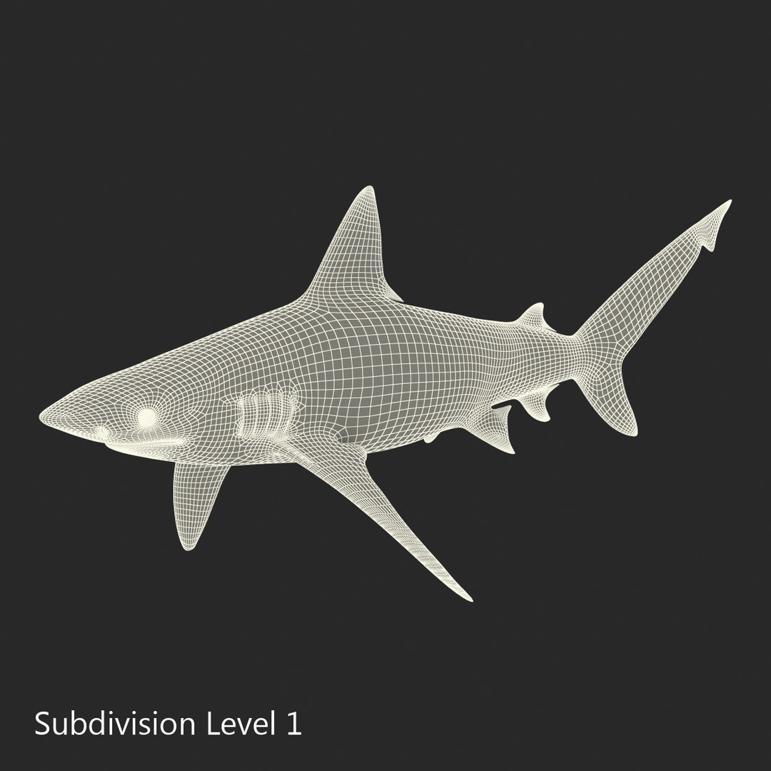 3D sharks rigged 9 https://p.turbosquid.com/ts-thumb/P0/YQIDU6/cZ1TIncu/sharkscollection3dmodels141/jpg/1465305618/1920x1080/fit_q87/e6094774bea7847a19e858199ec42520197c9f0d/sharkscollection3dmodels141.jpg