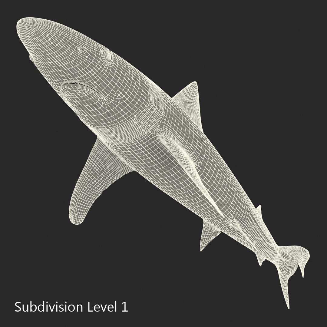3D sharks rigged 9 https://p.turbosquid.com/ts-thumb/P0/YQIDU6/eNd0w6Mc/sharkscollection3dmodels167/jpg/1465305622/1920x1080/fit_q87/c5555d543ec249335b60acecfe238d4409317f12/sharkscollection3dmodels167.jpg