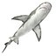 Sharks Rigged Collection 9 per Cinema 4D