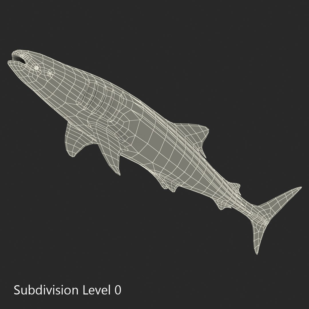 3D sharks rigged 9 https://p.turbosquid.com/ts-thumb/P0/YQIDU6/i9yhpDbu/sharkscollection3dmodels182/jpg/1465305625/1920x1080/fit_q87/3f4ab5e5d2da1da2f472351abf50d0628e327802/sharkscollection3dmodels182.jpg