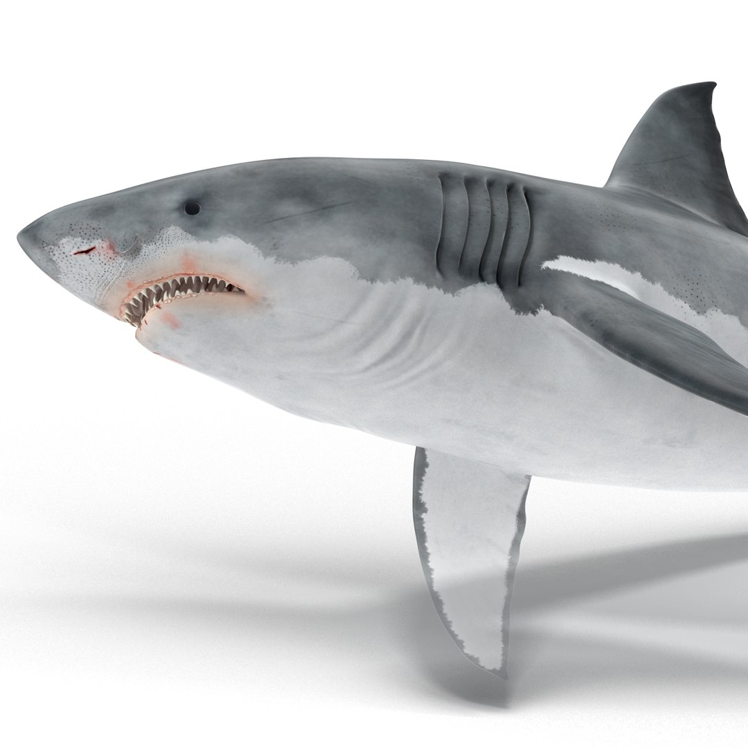 3D sharks rigged 9 https://p.turbosquid.com/ts-thumb/P0/YQIDU6/kdEJD7CV/sharkscollection3dmodels058/jpg/1465305603/1920x1080/fit_q87/688e87a66c18f3682fdd48ac9806a3016482309b/sharkscollection3dmodels058.jpg