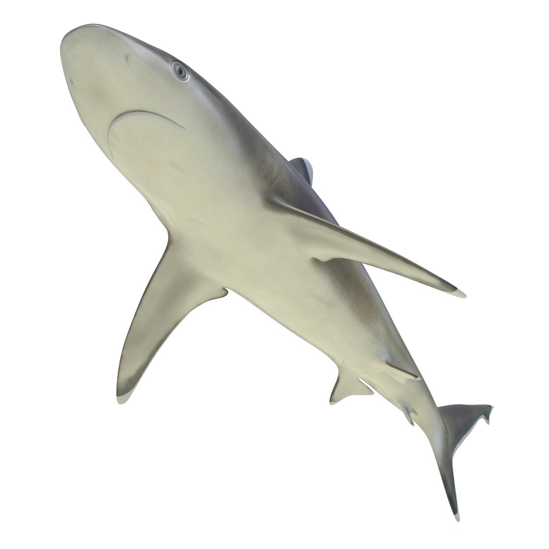 3D sharks rigged 9 https://p.turbosquid.com/ts-thumb/P0/YQIDU6/ltJd3Ss2/sharkscollection3dmodels108/jpg/1465305612/1920x1080/fit_q87/0d8787dd26f73ccbbdbade26866cb7a640fe154a/sharkscollection3dmodels108.jpg