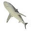 Sharks Rigged Collection 9 per Cinema 4D