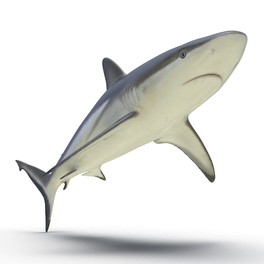 3D sharks rigged 9 https://p.turbosquid.com/ts-thumb/P0/YQIDU6/mopxcyyG/sharkscollection3dmodels061/jpg/1465305603/1920x1080/fit_q87/af032505c381336bdeb01762de46238febef73d0/sharkscollection3dmodels061.jpg