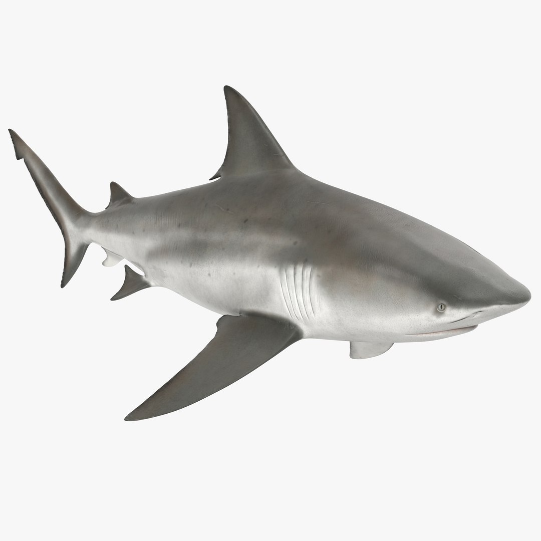 3D sharks rigged 9 https://p.turbosquid.com/ts-thumb/P0/YQIDU6/nWJAe5j0/sharkscollection3dmodels033/jpg/1465305598/1920x1080/fit_q87/7628fbd0071e0cea32663ac458100c38b6838cd5/sharkscollection3dmodels033.jpg