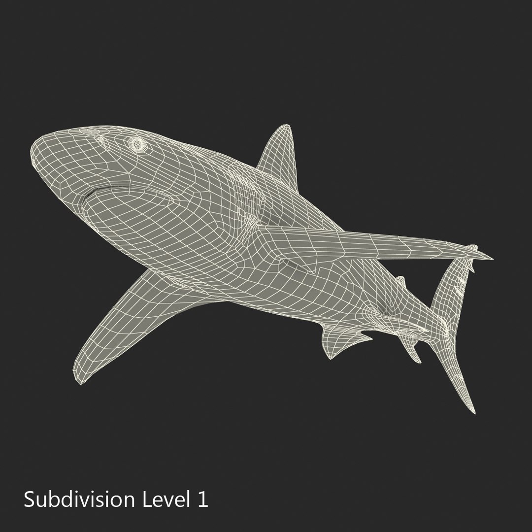 3D sharks rigged 9 https://p.turbosquid.com/ts-thumb/P0/YQIDU6/nWRZG2c0/sharkscollection3dmodels153/jpg/1465305620/1920x1080/fit_q87/875eb9c74c7379e19205a318355d8ad3ea80bc09/sharkscollection3dmodels153.jpg