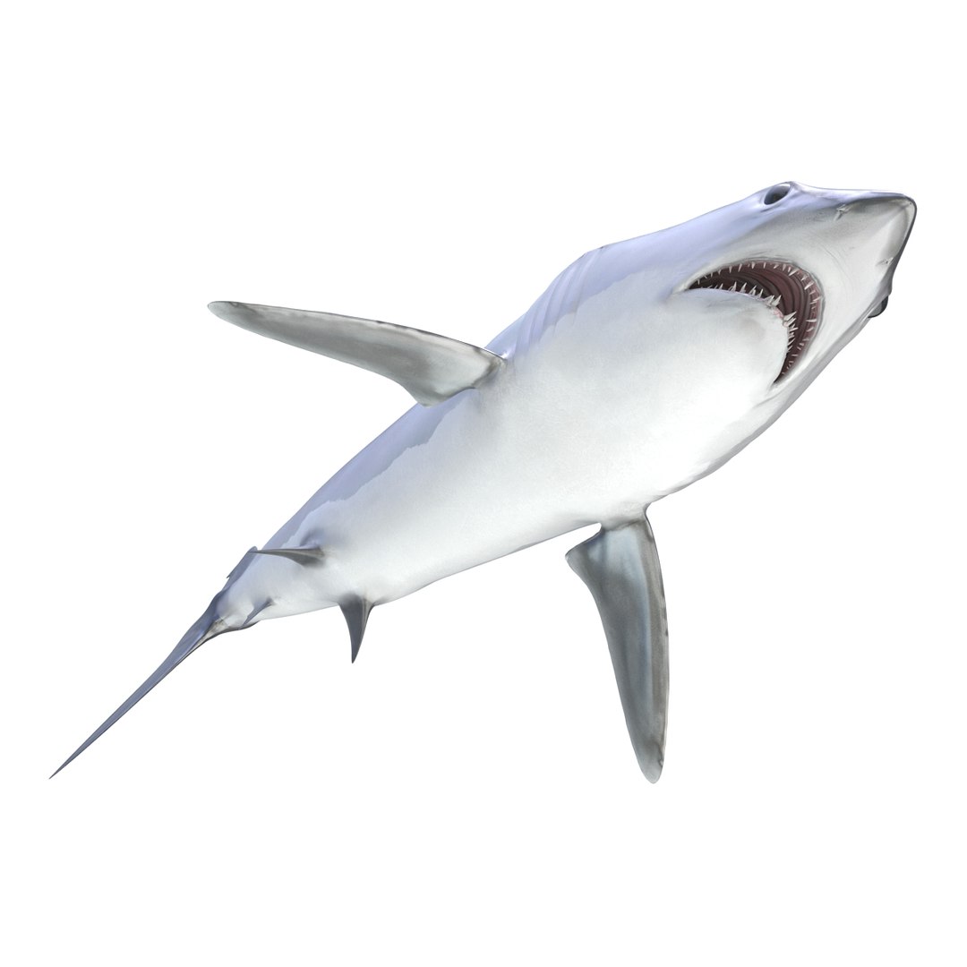 3D sharks rigged 9 https://p.turbosquid.com/ts-thumb/P0/YQIDU6/naBRUdZp/sharkscollection3dmodels094/jpg/1465305609/1920x1080/fit_q87/68f69ba791e73ea77685bd4b086aeb59da7e1f54/sharkscollection3dmodels094.jpg