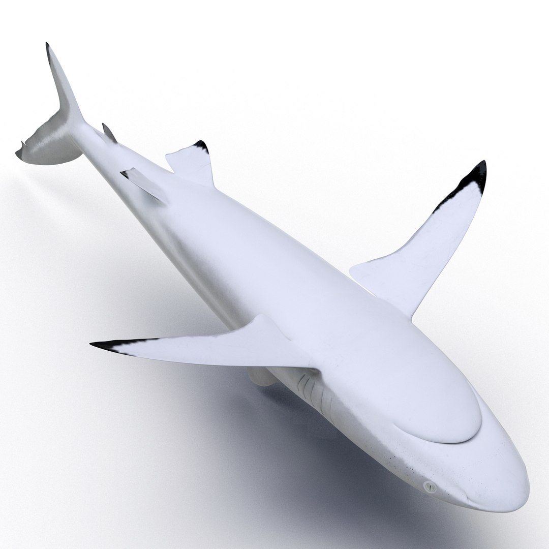 3D sharks rigged 9 https://p.turbosquid.com/ts-thumb/P0/YQIDU6/nq2GLYh3/sharkscollection3dmodels103/jpg/1465305611/1920x1080/fit_q87/7f50df82b067db00e1e26f5cbf7a9f8d67c3c40d/sharkscollection3dmodels103.jpg
