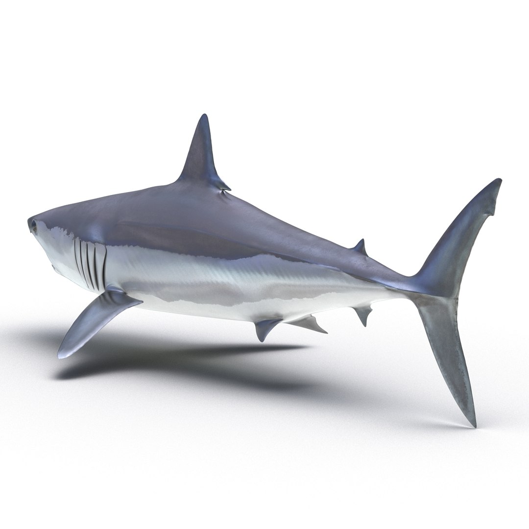 3D sharks rigged 9 https://p.turbosquid.com/ts-thumb/P0/YQIDU6/oH50jG87/sharkscollection3dmodels092/jpg/1465305609/1920x1080/fit_q87/942eda70606fea71e086486f35fd501fec38296c/sharkscollection3dmodels092.jpg