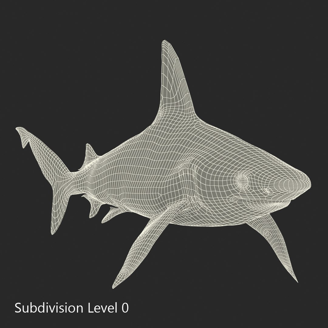 3D sharks rigged 9 https://p.turbosquid.com/ts-thumb/P0/YQIDU6/owHjaYvX/sharkscollection3dmodels164/jpg/1465305622/1920x1080/fit_q87/d176b1f10a71c6d6367e46baa7981c0e29e8ce34/sharkscollection3dmodels164.jpg