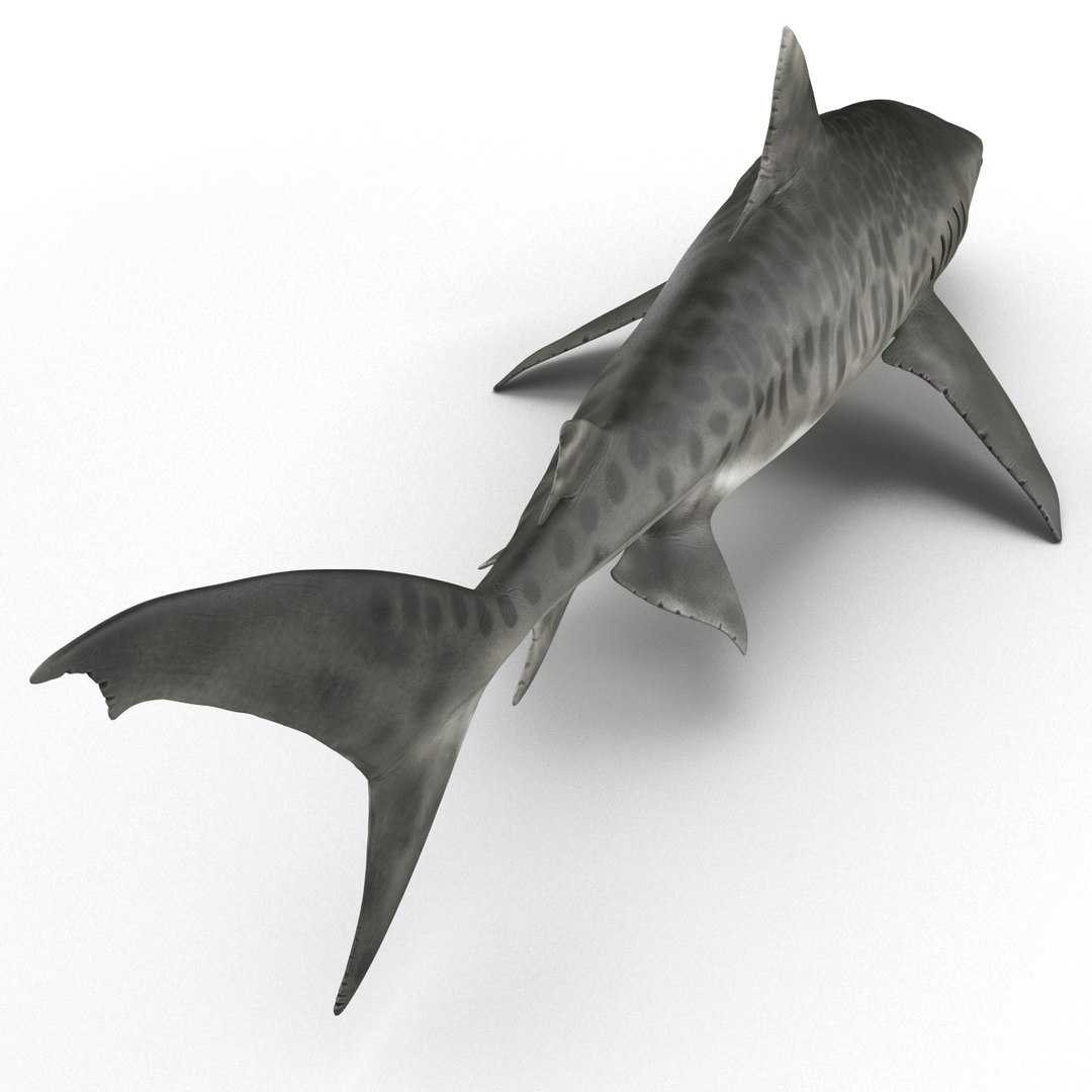 3D sharks rigged 9 https://p.turbosquid.com/ts-thumb/P0/YQIDU6/ozKF9J0x/sharkscollection3dmodels129/jpg/1465305615/1920x1080/fit_q87/ac70d0e144b02c16c01527f4f910323a58ae1b4c/sharkscollection3dmodels129.jpg