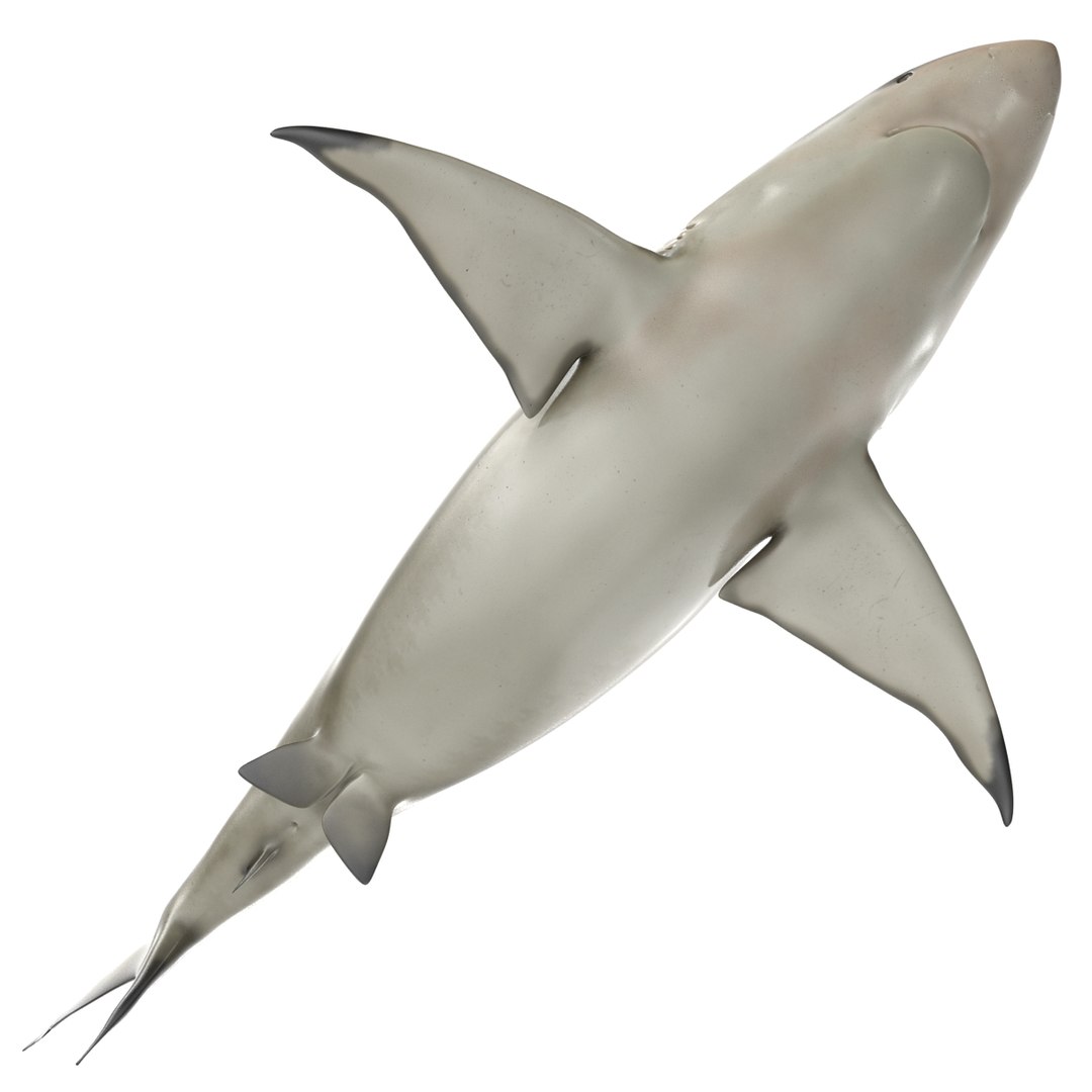 3D sharks rigged 9 https://p.turbosquid.com/ts-thumb/P0/YQIDU6/qt7eJ5Oy/sharkscollection3dmodels078/jpg/1465305606/1920x1080/fit_q87/47aa03e5d5c8509f986a49aa0db7838a19caae97/sharkscollection3dmodels078.jpg