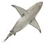Sharks Rigged Collection 9 per Cinema 4D