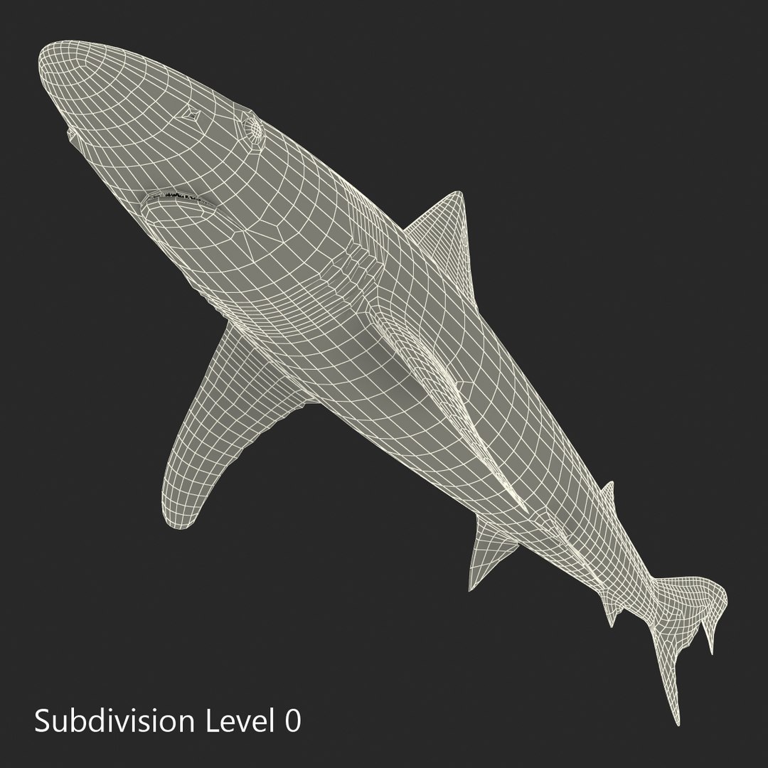 3D sharks rigged 9 https://p.turbosquid.com/ts-thumb/P0/YQIDU6/rFrlTsTK/sharkscollection3dmodels166/jpg/1465305622/1920x1080/fit_q87/692582a1f232e5a6bb6c2e7fa67d50d932023962/sharkscollection3dmodels166.jpg