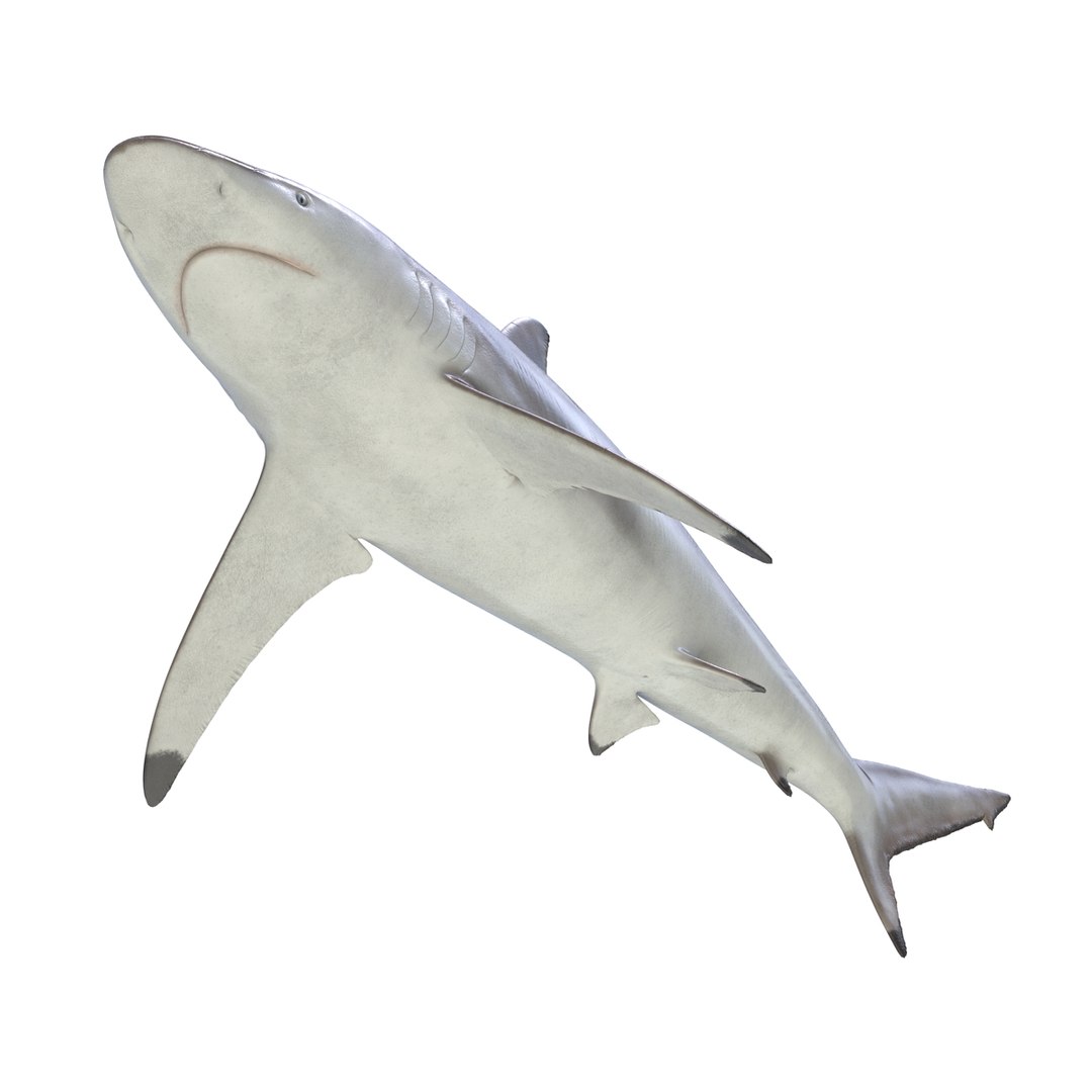 3D sharks rigged 9 https://p.turbosquid.com/ts-thumb/P0/YQIDU6/w8aILLF0/sharkscollection3dmodels125/jpg/1465305615/1920x1080/fit_q87/dc37bd76fc45311b1c0398d4c8d3b319f065f9c0/sharkscollection3dmodels125.jpg