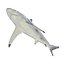 Sharks Rigged Collection 9 per Cinema 4D