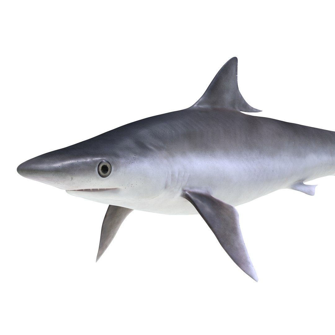 3D sharks rigged 9 https://p.turbosquid.com/ts-thumb/P0/YQIDU6/wlAqNgJT/sharkscollection3dmodels068/jpg/1465305605/1920x1080/fit_q87/ce37bc28b6eeec702d829a3dc8e4bf44de7351b7/sharkscollection3dmodels068.jpg