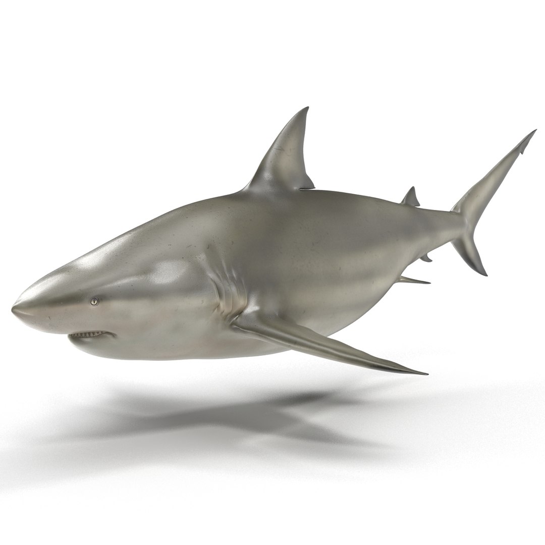 3D sharks rigged 9 https://p.turbosquid.com/ts-thumb/P0/YQIDU6/yJq09u9h/sharkscollection3dmodels077/jpg/1465305606/1920x1080/fit_q87/932c5602b581ed0f0219cf911cb0ec26e5b3cf5e/sharkscollection3dmodels077.jpg