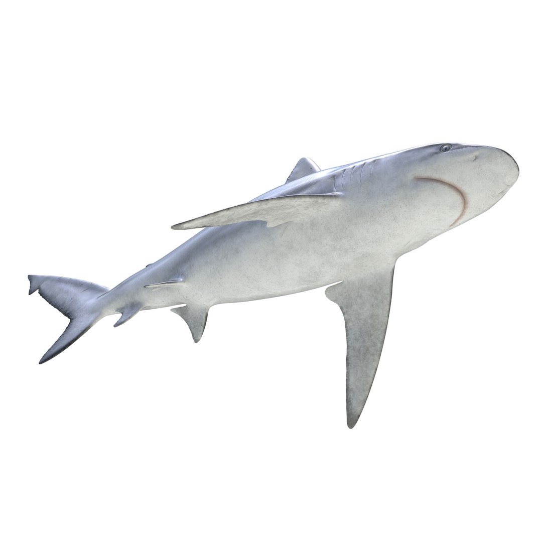 3D sharks rigged 9 https://p.turbosquid.com/ts-thumb/P0/YQIDU6/yXfirfoM/sharkscollection3dmodels021/jpg/1465305596/1920x1080/fit_q87/974cea898d896f3851d6a8cb7f17f49bf6ebc39e/sharkscollection3dmodels021.jpg