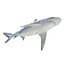 Sharks Rigged Collection 9 per Cinema 4D