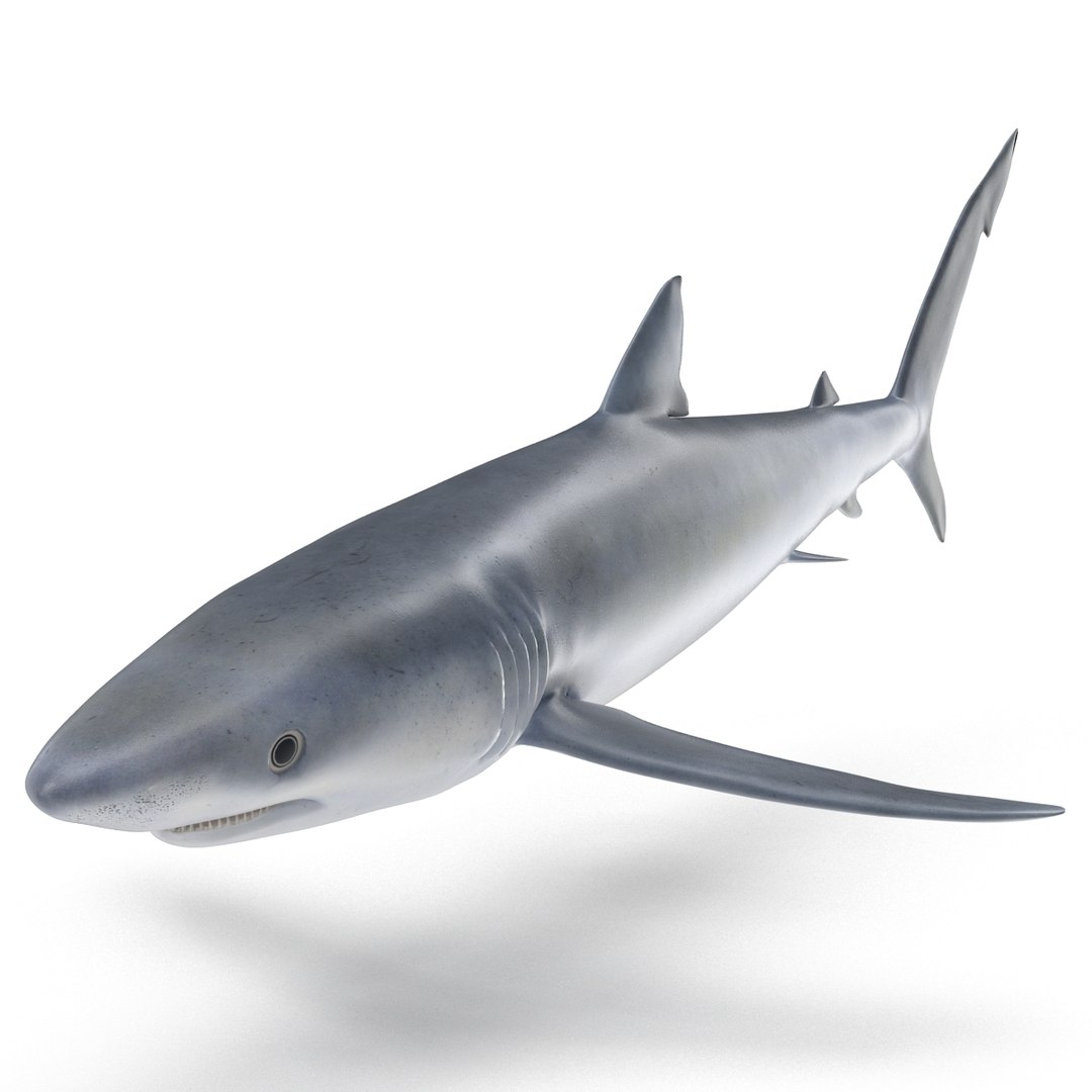 3D sharks rigged 9 https://p.turbosquid.com/ts-thumb/P0/YQIDU6/zl1Vp1xg/sharkscollection3dmodels138/jpg/1465305617/1920x1080/fit_q87/26a818d7ab7d1fdf3f8fe820974528d5b69461b4/sharkscollection3dmodels138.jpg