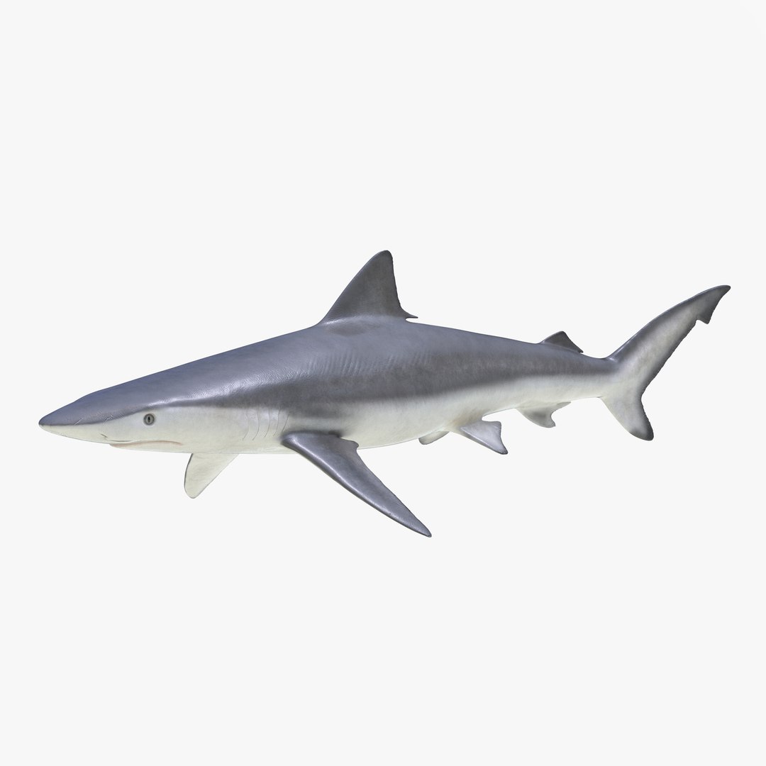 3D sharks rigged 9 https://p.turbosquid.com/ts-thumb/P0/YQIDU6/zq5Ud4ju/sharkscollection3dmodels109/jpg/1465305612/1920x1080/fit_q87/eaa61bbf3175f5109b507317b022a2ff1920a7e2/sharkscollection3dmodels109.jpg