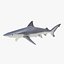 Sharks Rigged Collection 9 per Cinema 4D