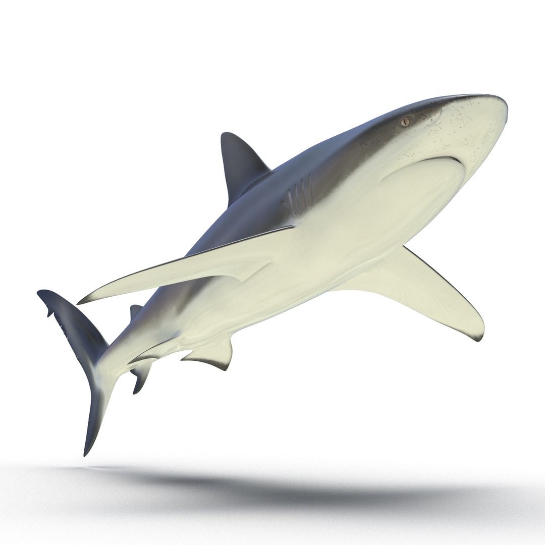 3D sharks rigged 9 https://p.turbosquid.com/ts-thumb/P0/YQIDU6/zx68QxJ9/sharkscollection3dmodels050/jpg/1465305601/1920x1080/fit_q87/f752f1a9b44bd894c8762d8ea78e4a238a94dd34/sharkscollection3dmodels050.jpg