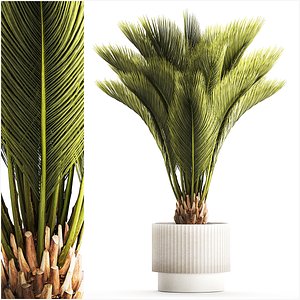 Small date palm in a white modern pot 1463