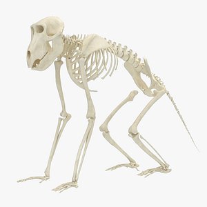3D baboon skeleton