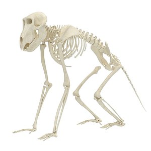 3D baboon skeleton