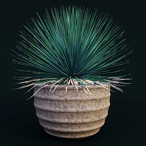 agave stricta 3D model