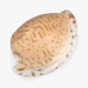 3D Cypraeovula Algoensis Seashell in 2 Colors model