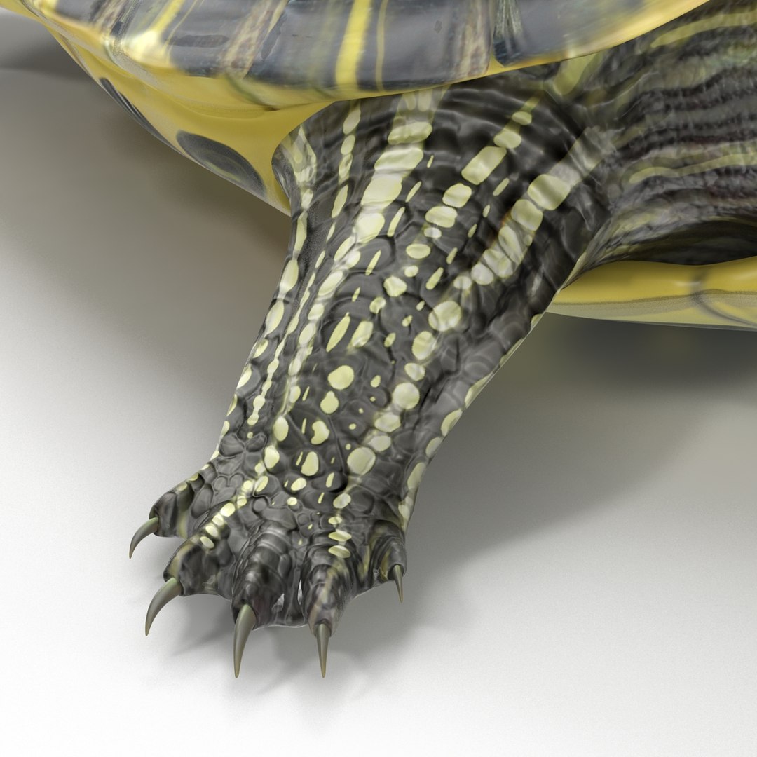 Pond Slider Turtle Rigged 3d Model