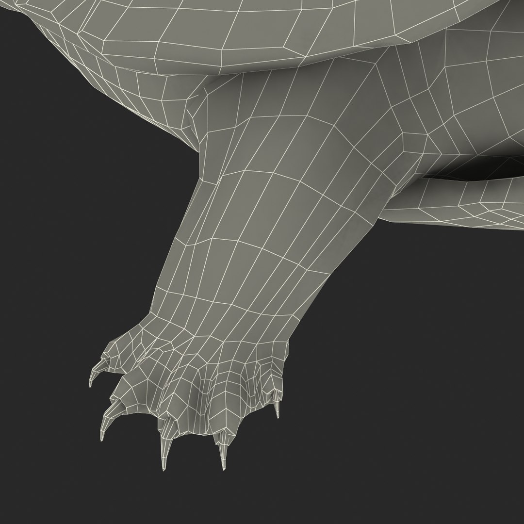 Pond Slider Turtle Rigged 3d Model