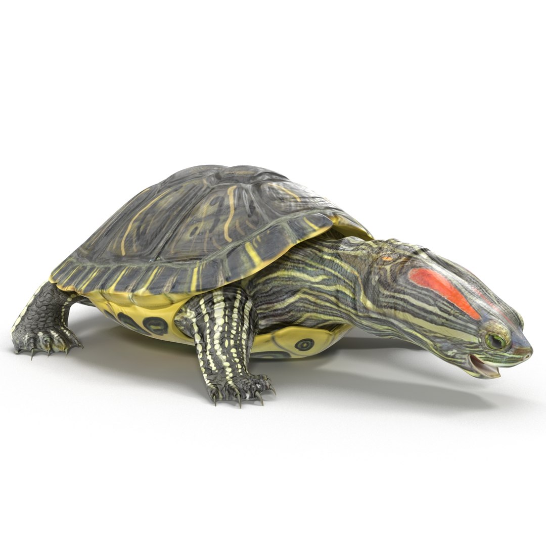 pond slider turtle rigged 3d model