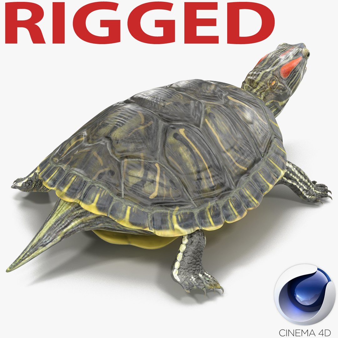 Pond Slider Turtle Rigged for Cinema 4D 3D model preview
