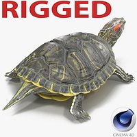 Pond Slider Turtle Rigged for Cinema 4D