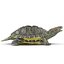 pond slider turtle rigged 3d model