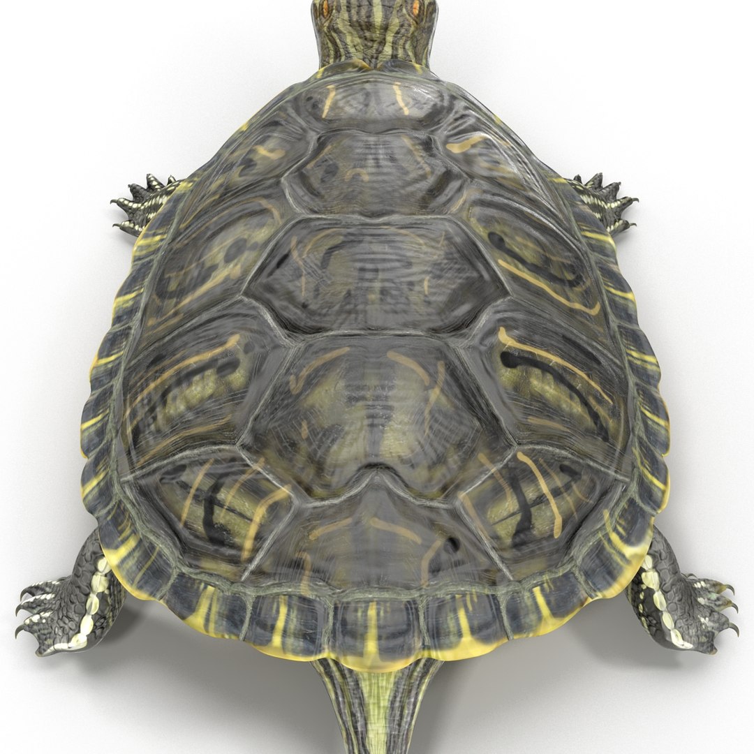 Pond Slider Turtle Rigged 3d Model